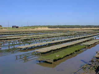  mare basse, les poches d'hutres sur les tables