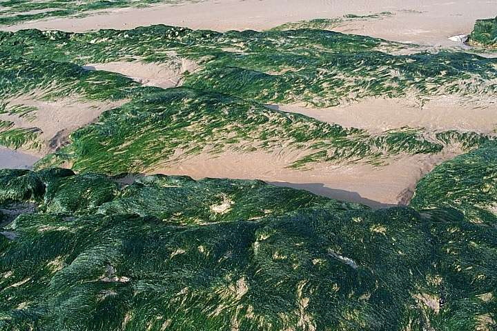 � pied, on survole des plaines de sable, des montagnes de rochers et des for�ts d'algues